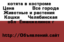 котята в костроме › Цена ­ 2 000 - Все города Животные и растения » Кошки   . Челябинская обл.,Еманжелинск г.